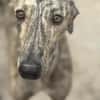 Toni ein wunderschöner Galgojunge