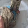 Toni ein wunderschöner Galgojunge