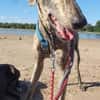 Toni ein wunderschöner Galgojunge