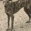 Toni ein wunderschöner Galgojunge