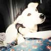 Kleiner Hundejunge sucht...