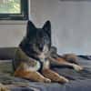 SAMURAI- ein toller Hund