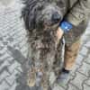 Ronny 47 cm (Pflegestelle)
