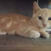 RAJAH