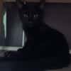 BAGHEERA**