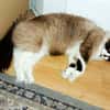 Kaki