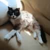 Kaki