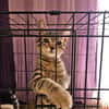 Chatons