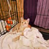 Chatons