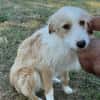 Leone