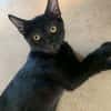 Tchalla
