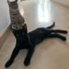 Tchalla