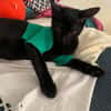 Tchalla