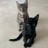 Tchalla