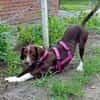 Tayla1 sucht ein Zuhause