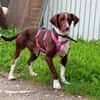 Tayla1 sucht ein Zuhause