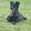 Zoran, Einzelhund, su. Grundstück