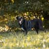 MACY -sucht erfahrene Menschen-
