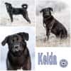 KELDA -neugierig, verschmust & verspielt