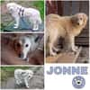 JONNE -sucht ruhiges Zuhause-