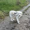 JONNE -sucht ruhiges Zuhause-