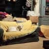 JONNE -sucht ruhiges Zuhause-