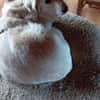JONNE -sucht ruhiges Zuhause-