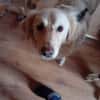 JONNE -sucht ruhiges Zuhause-