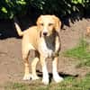 Pupertierend & liebevoll: Rocky sucht...