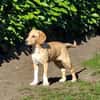Pupertierend & liebevoll: Rocky sucht...