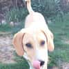 Pupertierend & liebevoll: Rocky sucht...