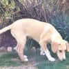 Pupertierend & liebevoll: Rocky sucht...