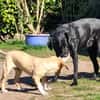 Pupertierend & liebevoll: Rocky sucht...