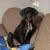 Pluto ein liebevoller English Pointer