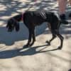 Pluto ein liebevoller English Pointer