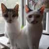 HILDA & BENNI  VERSPIELTES KATZENDUO
