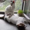 HILDA & BENNI  VERSPIELTES KATZENDUO