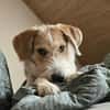 GUSTL -junger, lebensfroher Charmeur-