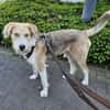 GUSTL -junger, lebensfroher Charmeur-