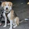 GUSTL -junger, lebensfroher Charmeur-