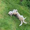 GUSTL -junger, lebensfroher Charmeur-