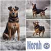 NORAH -arbeitswillig & menschenbezogen-