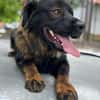 Leonbergermischling Michi sucht Familie