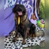 Leonbergermischling Michi sucht Familie