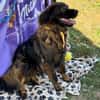 Leonbergermischling Michi sucht Familie