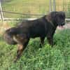 Leonbergermischling Michi sucht Familie