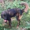 Leonbergermischling Michi sucht Familie