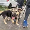 Kiko ist unser süßer Mini-Racker 🐾