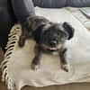 REMUS - er sucht eine neue Familie