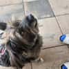 REMUS - er sucht eine neue Familie